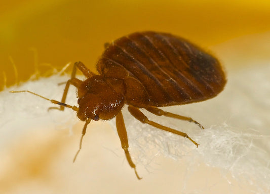 Bed bugs in rented accommodation