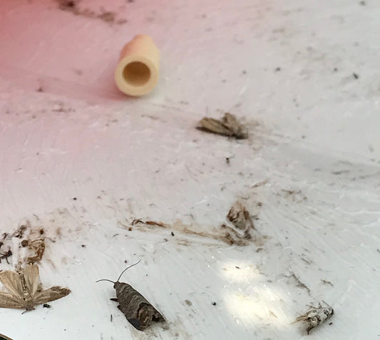 Controlling codling moth in apple and pear