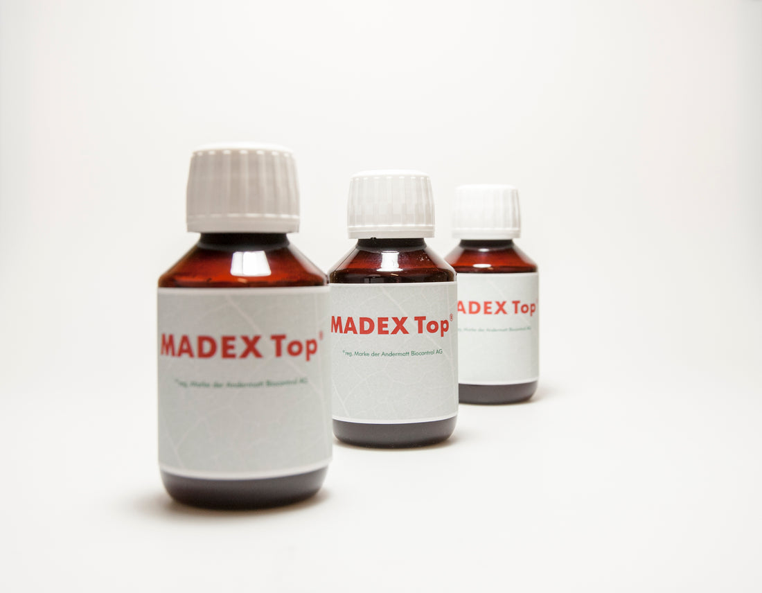 Baculoviruses and codling moth control using Madex® Top