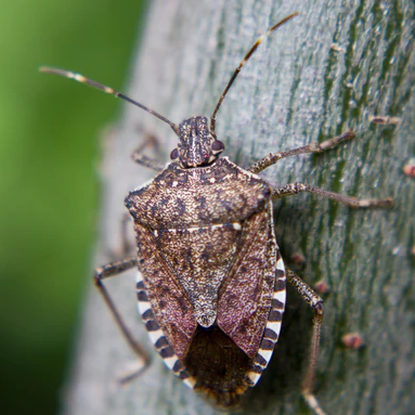 Brown Marmorated Stink Bug