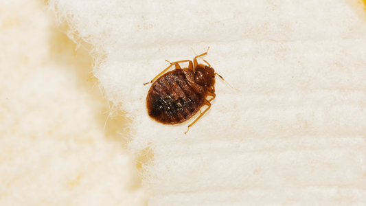 Bed bugs in hospitality