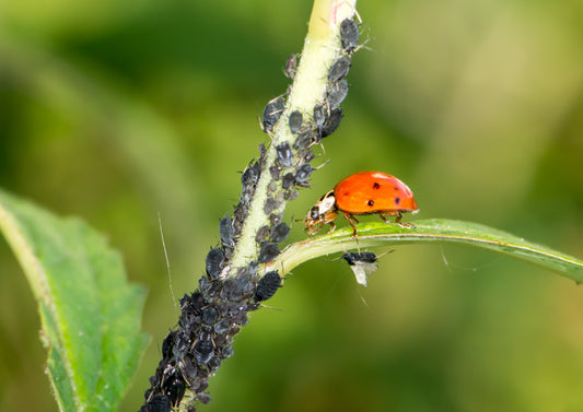 What is biological control?