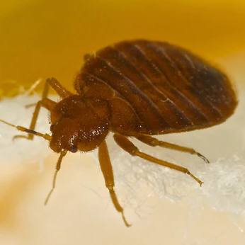 Professional pest control bed bug treatment