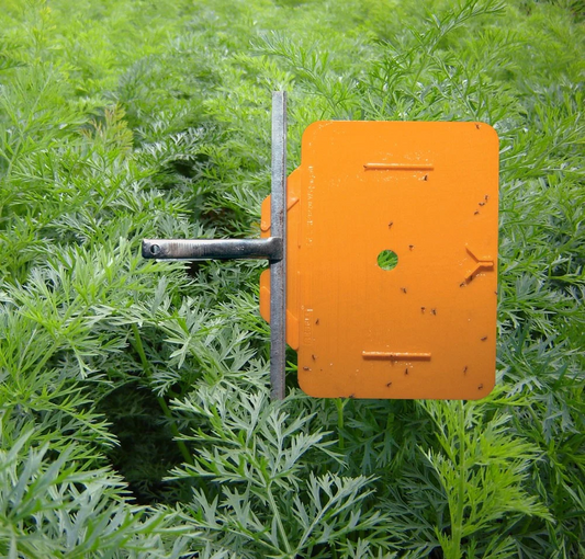 Why use pheromone traps?