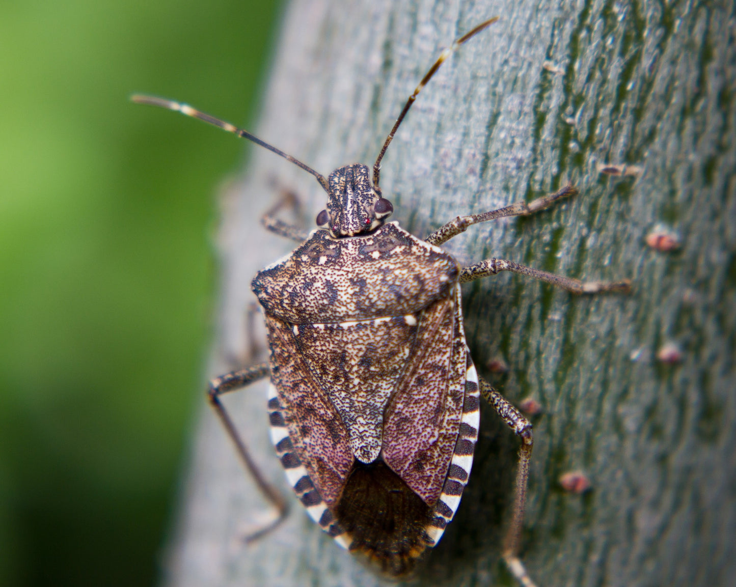 Brown Marmorated Stink Bug (BMSB, Halyomorpha halys) Trap