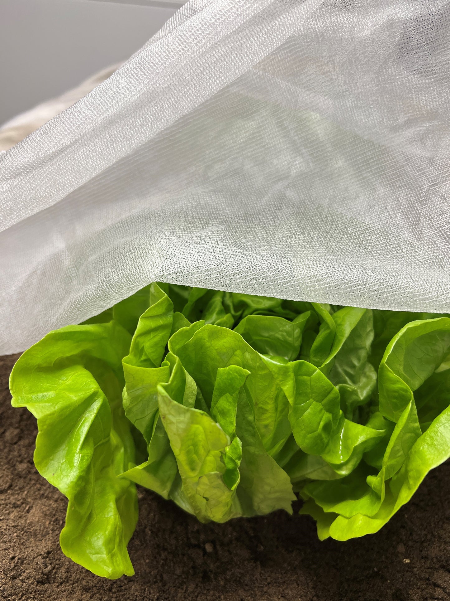 InsectoNet (5 x 2.1 m) x8