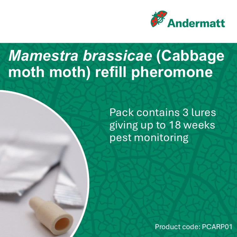 Cabbage moth (Mamestra brassicae) Refill