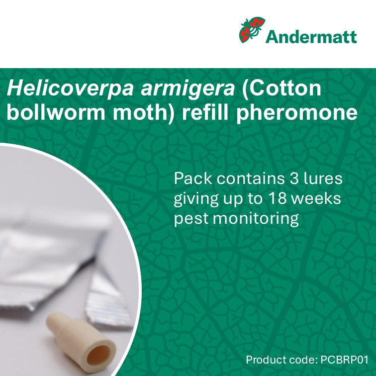 Cotton Bollworm Moth (Helicoverpa armigera) Trap Refill
