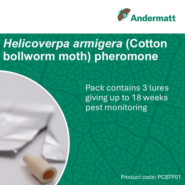 Cotton Bollworm Moth (Helicoverpa armigera) Trap