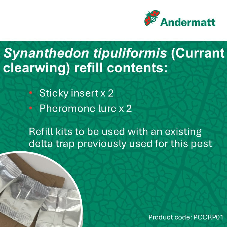 Currant clearwing (Synanthedon tipuliformis) Trap Refill