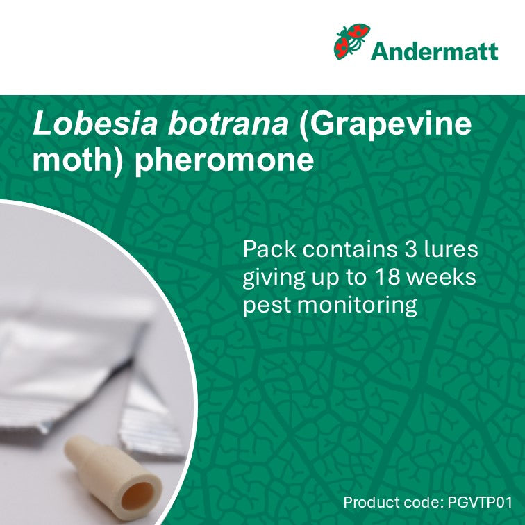 Grapevine Moth (Lobesia botrana) Trap