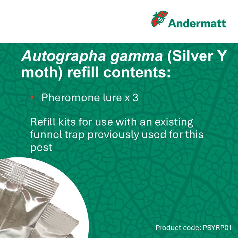 Silver Y Moth (Autographa gamma) Refill