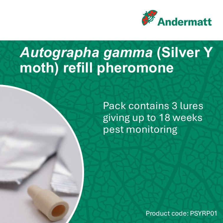 Silver Y Moth (Autographa gamma) Refill