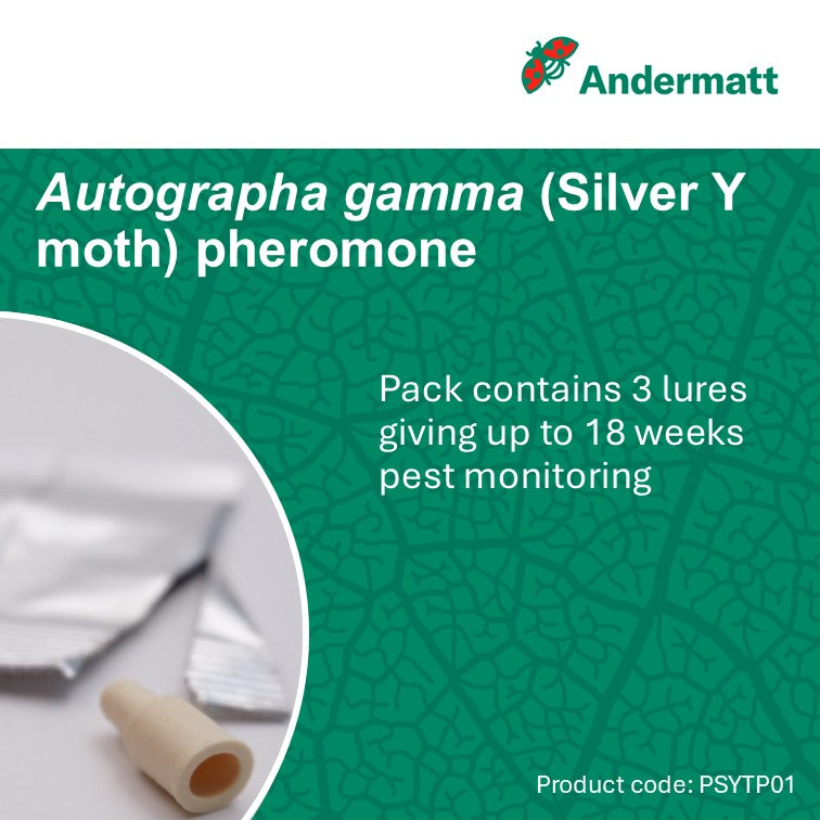 Silver Y Moth (Autographa gamma) Trap