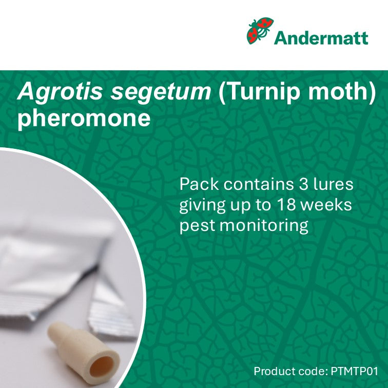 Turnip Moth (Agrotis segetum) Trap