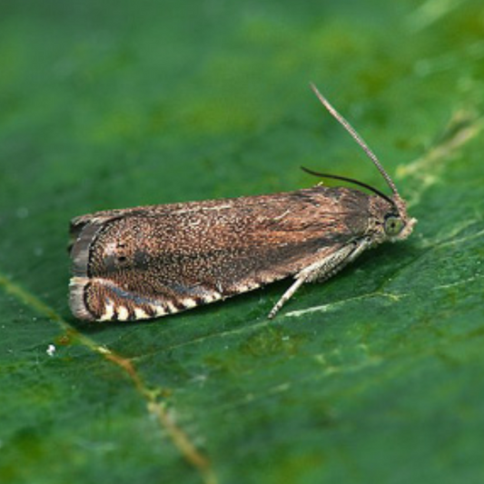 Pea moth (Laspeyresia nigricana) Refill