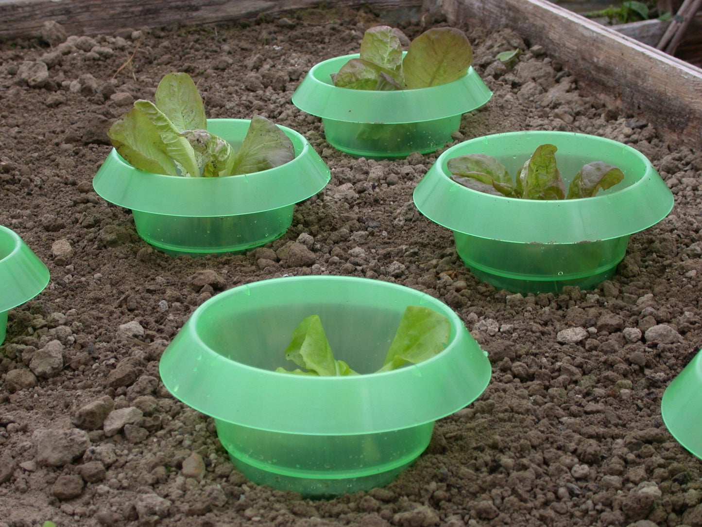 Slug collar - Green Recycled Plastic (x6) x10