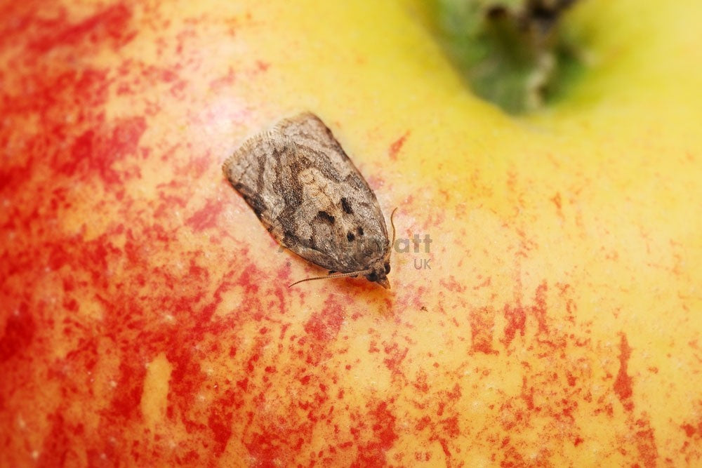 Summer Fruit Tortrix (Adoxophyes orana) Refill
