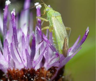 Common green capsid (Lygocoris pabulinus) trap