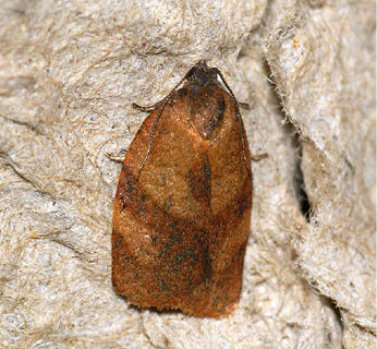 Carnation tortrix (Cacoecimorpha pronubana) Trap