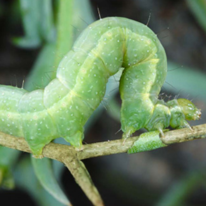Cabbage moth (Mamestra brassicae) Refill