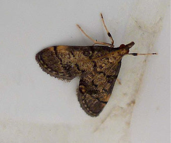 European pepper moth (Duponchelia fovealis) Trap