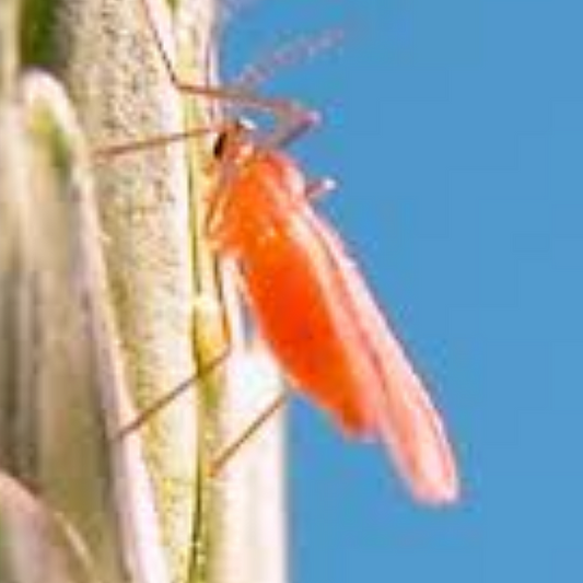 Orange wheat blossom midge (Sitodiplosis mosellana) Refill