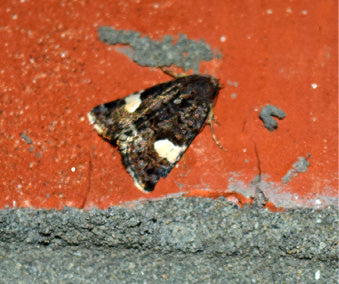 Grapevine Moth (Lobesia botrana) Trap