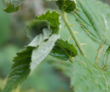 Red blackberry midge (Dasineura plicatrix) Trap Refill