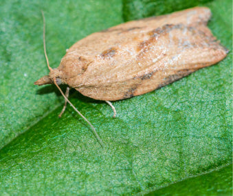 Light Brown Apple Moth (Epiphyas postvittana) Trap Refill