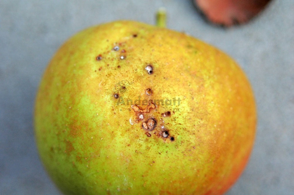 Summer Fruit Tortrix (Adoxophyes orana) Refill