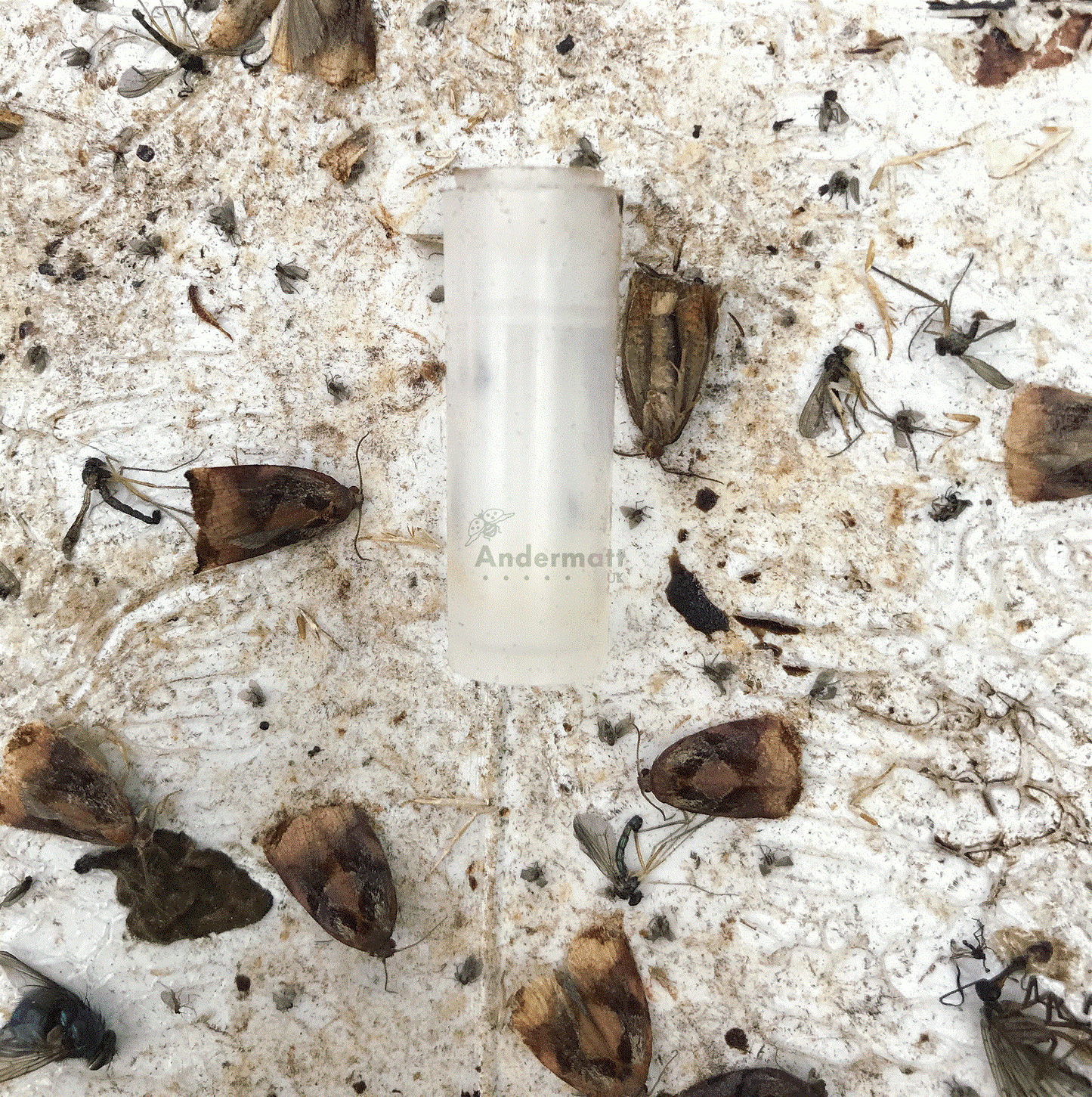 Summer Fruit Tortrix (Adoxophyes orana) Trap
