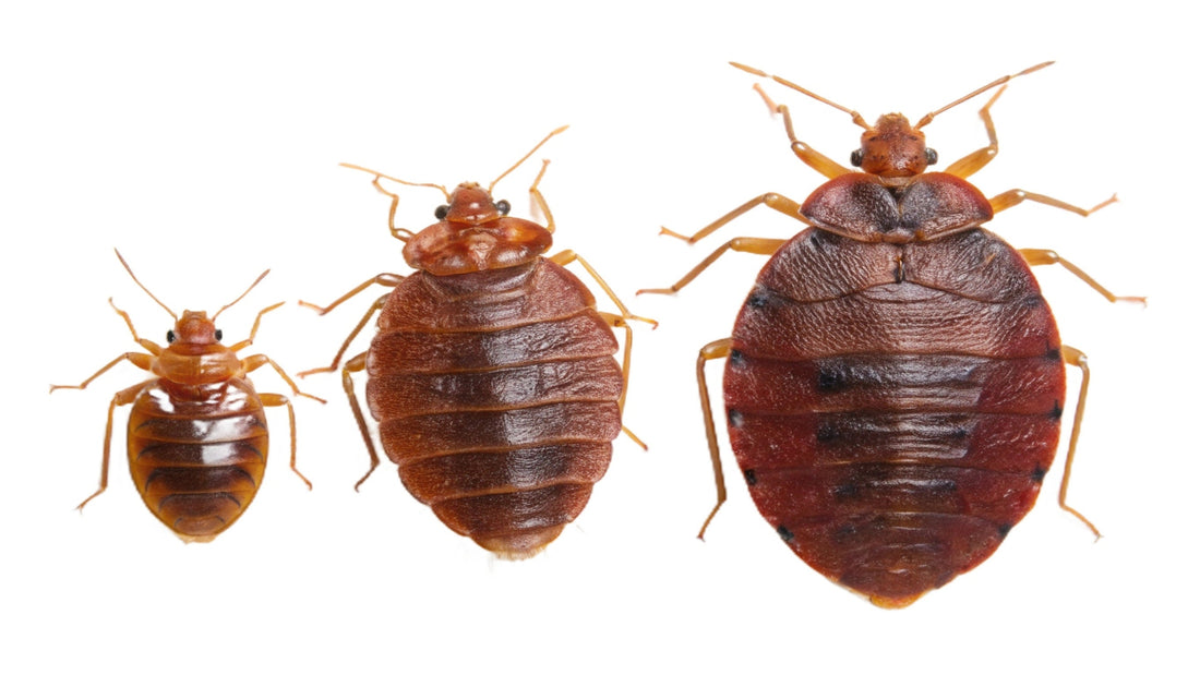 Aprehend®: Bed Bug specific insecticide - the ultimate guide