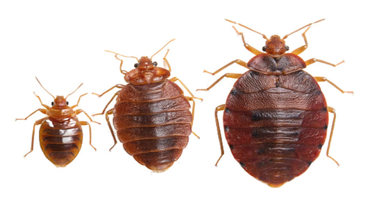 Aprehend®: Bed Bug specific insecticide - the ultimate guide