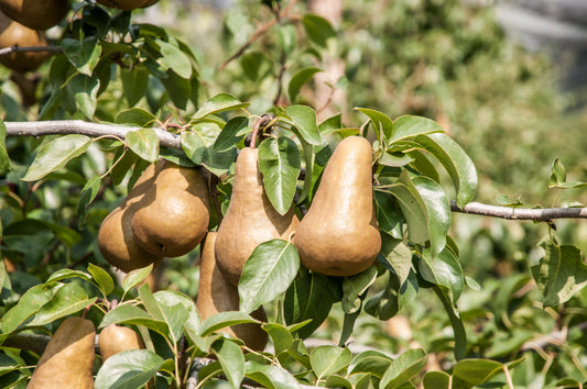 Introduction to British pear growing