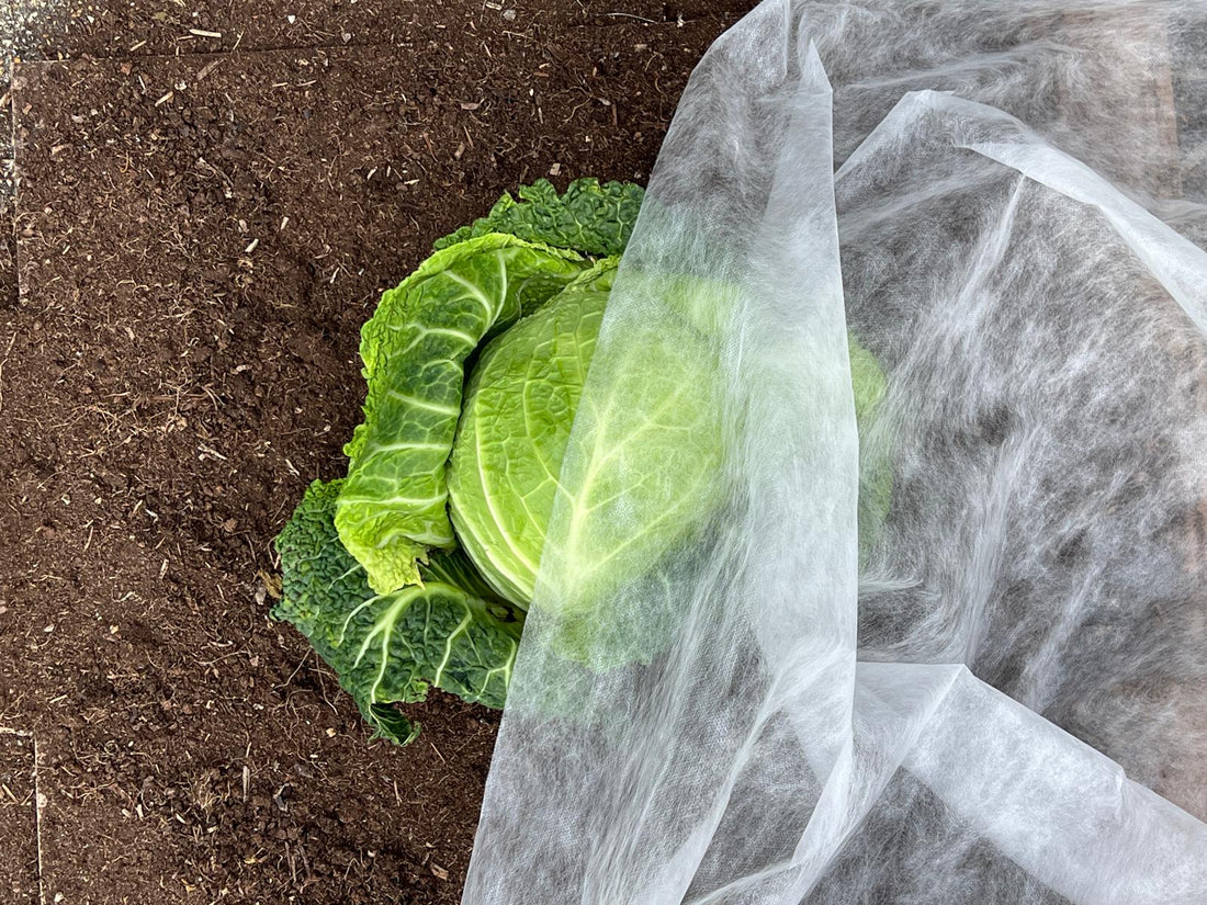 BioFleece® – Sustainable Frost Protection