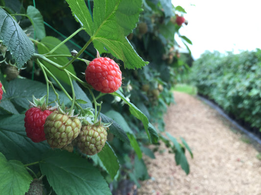 Why use pheromone monitoring traps in soft fruit crops?