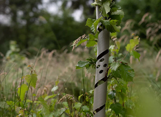 Using BioSpiral tree guards to protect young trees hedging and vines