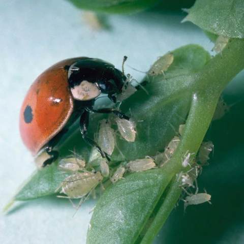 What is Biocontrol?