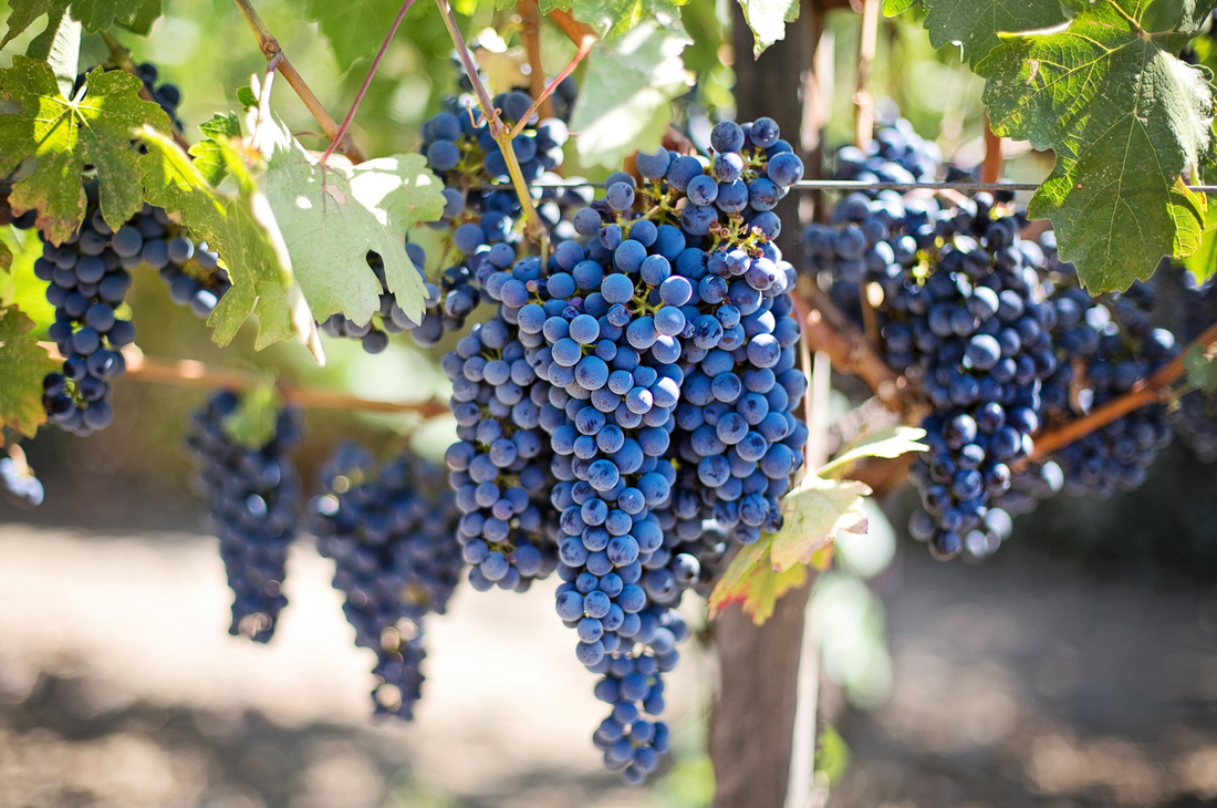 Why use pheromone monitoring traps in vineyards?