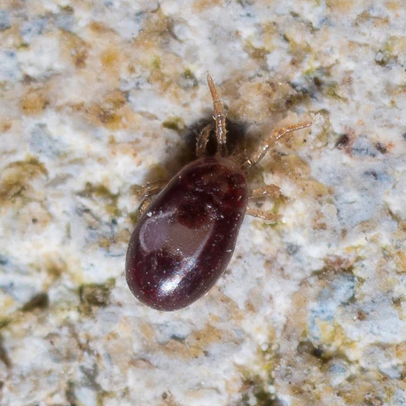 InsectoSec Poultry Mite