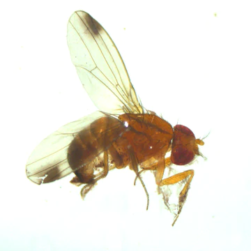 Combi-protec® adjuvant to improve Spotted Wing Drosophila control
