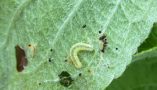 Why use Delfin® WG for the control of Lepidoptera larvae