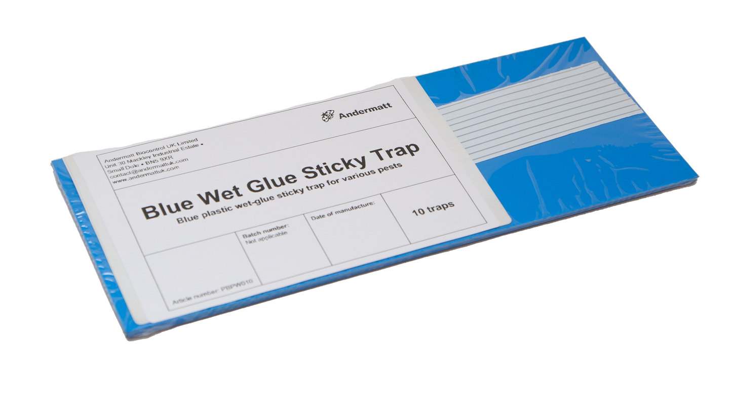 Blue wet glue sticky trap plastic 245x100mm (x10)