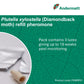 Diamondback moth (Plutella Xylostella) Refill