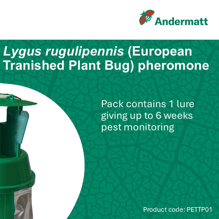 European tarnished plant bug (Lygus rugulipennis) Trap