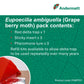 Grape Berry Moth (Eupoecilia ambiguella) Trap