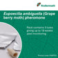 Grape Berry Moth (Eupoecilia ambiguella) Trap