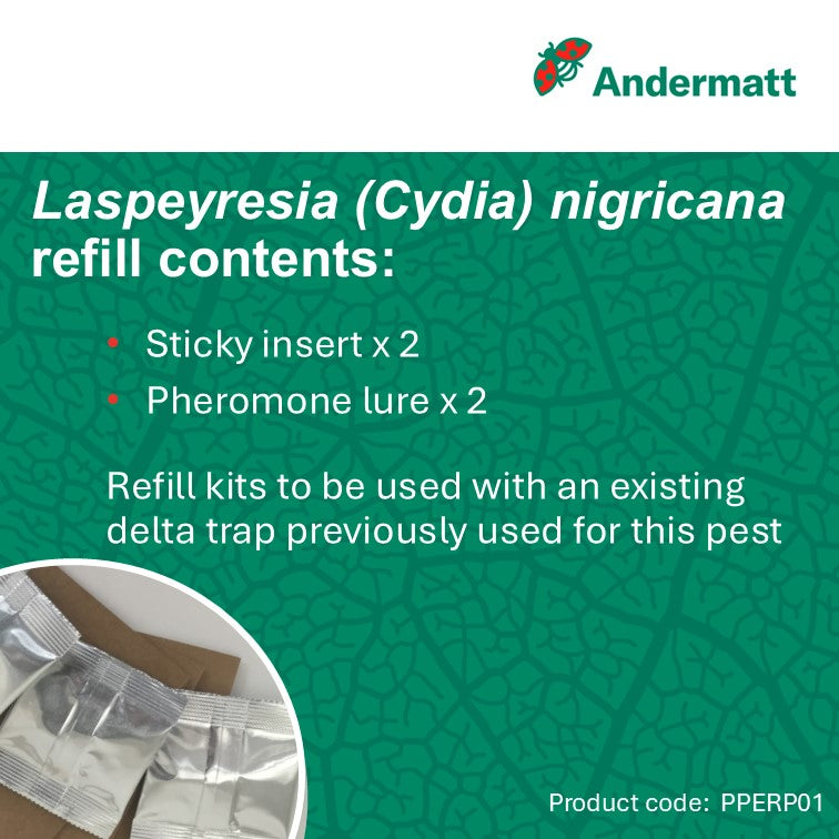 Pea moth (Laspeyresia [Cydia] nigricana) Refill