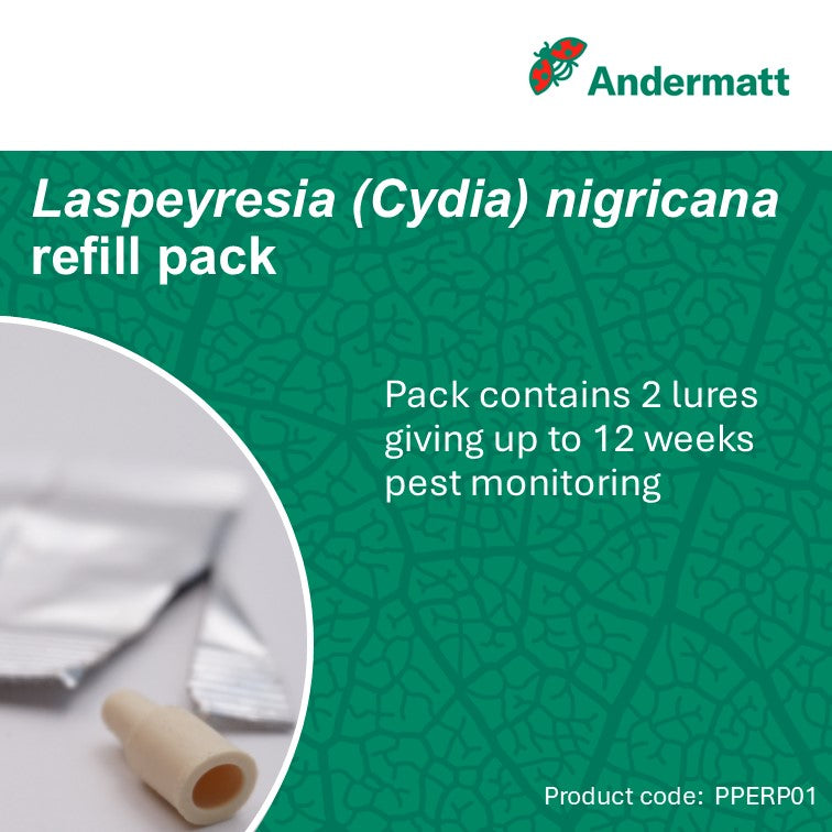 Pea moth (Laspeyresia [Cydia] nigricana) Refill